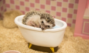 ハリネズミカフェの副業で月500万円稼ぐ男「きっかけはシェアハウスで」