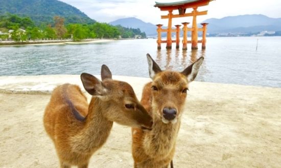 LCCで国内激安旅行。オススメの行き先5選＆利用のメリット