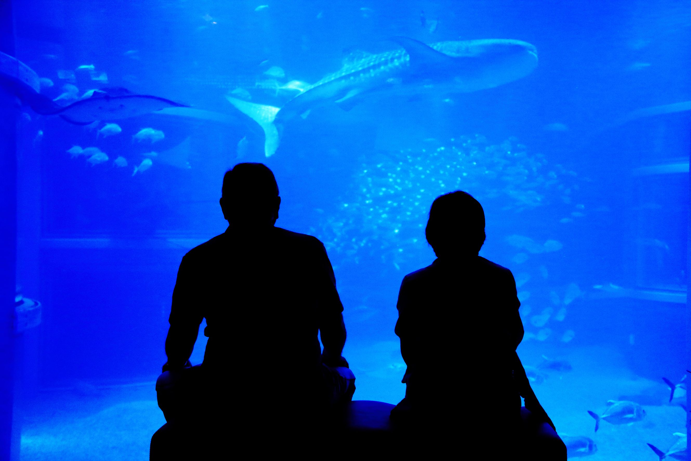 水族館デート