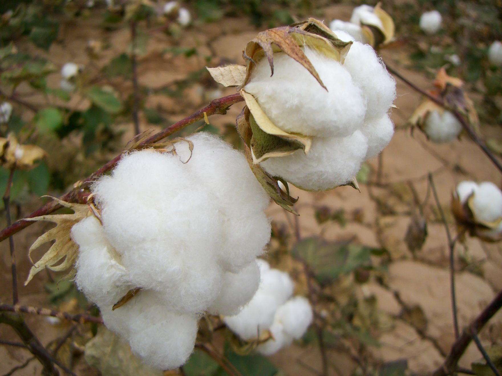 新疆ウイグル産の綿花