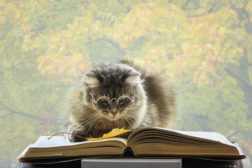 読書　猫