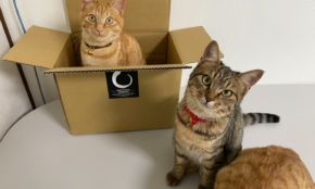 猫8匹が社員、名刺もあるよ。「癒し課」を作った印刷会社の猫愛