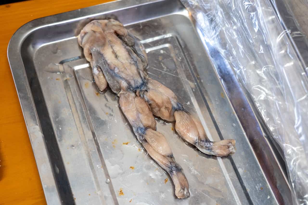 ウシガエル