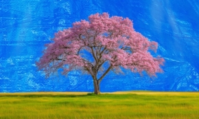 花見や花火大会の場所取りは違法？勝手な撤去や放置のリスクを弁護士が解説